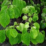 Syringa reticulata Fuelha