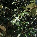 Ligustrum japonicum List