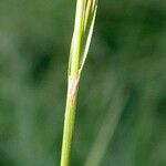 Carex luzulina 果