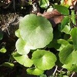 Umbilicus horizontalis Leaf