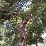 Pinus halepensis 叶