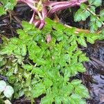 Oenanthe crocata Blad