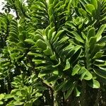 Euphorbia neriifolia Blad