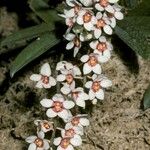 Sarcochilus hartmannii Flower