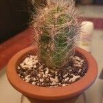 Oreocereus trollii Yaprak