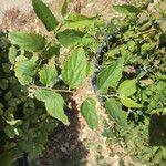 Celtis africana Folio