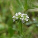 Valerianella discoidea Цветок