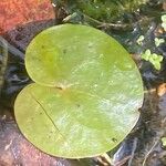 Hydrocharis morsus-ranae Leaf