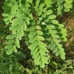 Robinia pseudoacaciaLeaf