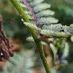 Athyrium niponicum Bark