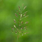 Chrysopogon aciculatus Flower