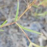 Silene bupleuroides Blatt