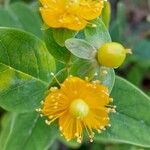 Hypericum × inodorum Blüte