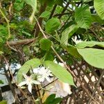 Wrightia tinctoria Flor
