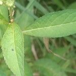 Penthorum sedoides Leaf