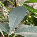 Ficus cyathistipula পাতা