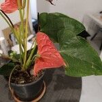 Anthurium scherzerianumKwiat