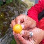 Physalis peruvianaFruit