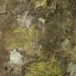 Pachira dolichocalyx Bark