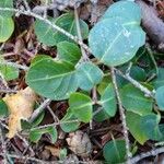 Mitchella repens Leaf