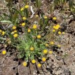 Erigeron compositus Flower