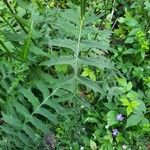 Cirsium erisithalesFulla