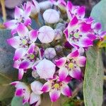 Calotropis procera Fleur