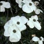 Cornus nuttallii Flower