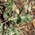 Eryngium campestre برگ