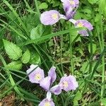 Iris tenax Lorea