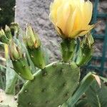 Opuntia humifusa 形態