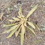 Verbascum niveumLeaf