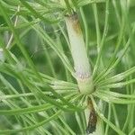 Equisetum telmateia Corteza