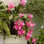 Disocactus phyllanthoides Blüte