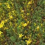 Hypericum empetrifolium Leaf