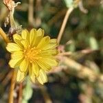 Lactuca serriola Λουλούδι