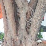 Ficus elastica बार्क (छाल)