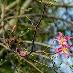 Ceiba speciosa Цвят