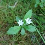 Lysimachia europaea Blomma