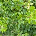 Rhus aromatica Leaf