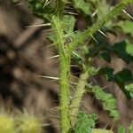 Solanum rostratum Лист