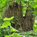 Tilia × euchlora Cortiza