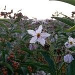Solanum bonariense Flor