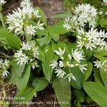 Allium ursinum Hábitos