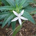 Hippobroma longiflora Λουλούδι