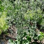 Eryngium giganteum Habit