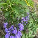 Solanum seaforthianumFlower