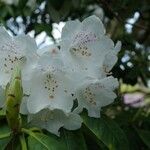 Rhododendron × peregrinum