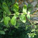 Sonchus tenerrimus Hoja