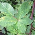 Rubus montanus Foglia